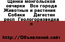 Щенки монгольской овчарки - Все города Животные и растения » Собаки   . Дагестан респ.,Геологоразведка п.